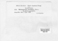 Melampsoridium betulinum image